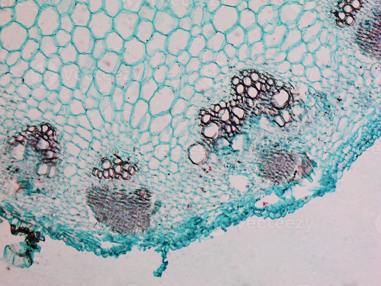 Heliansthus stem micrograph photo