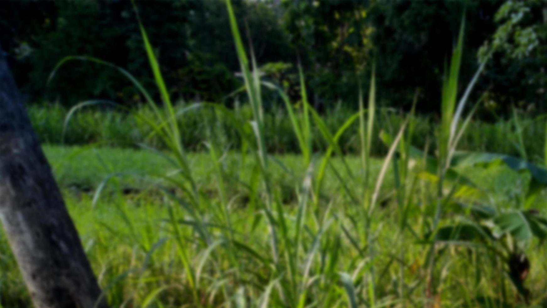 fondo desenfocado de campos de arroz durante el día en yogyakarta, java central, indonesia con espacio de texto de copia. foto