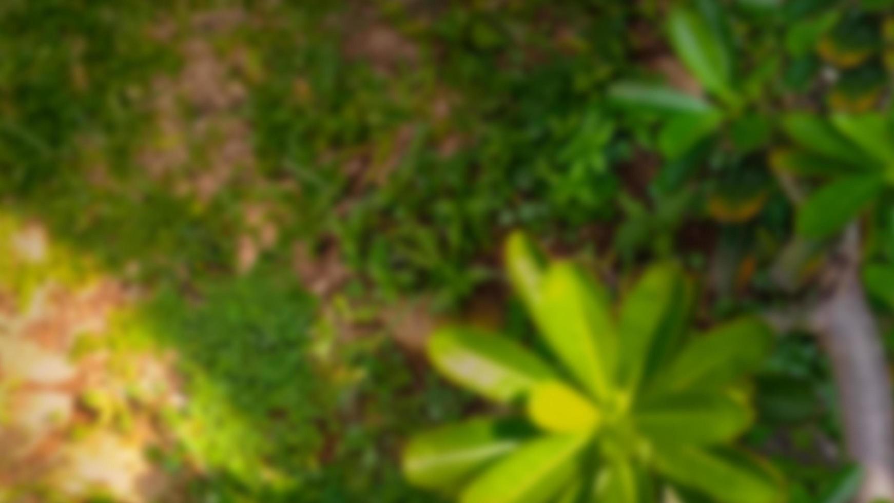 desenfocado, hermoso fondo de hoja verde con espacio de texto de copia. foto