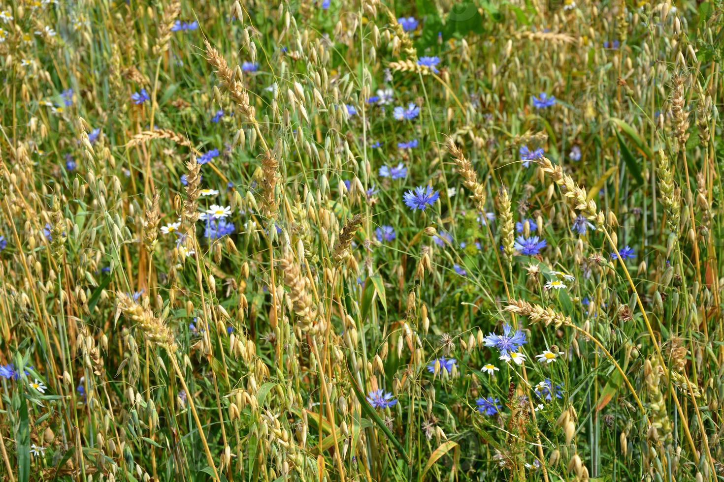 Cornflowers in golden ears. Wheat field. Rye field. photo