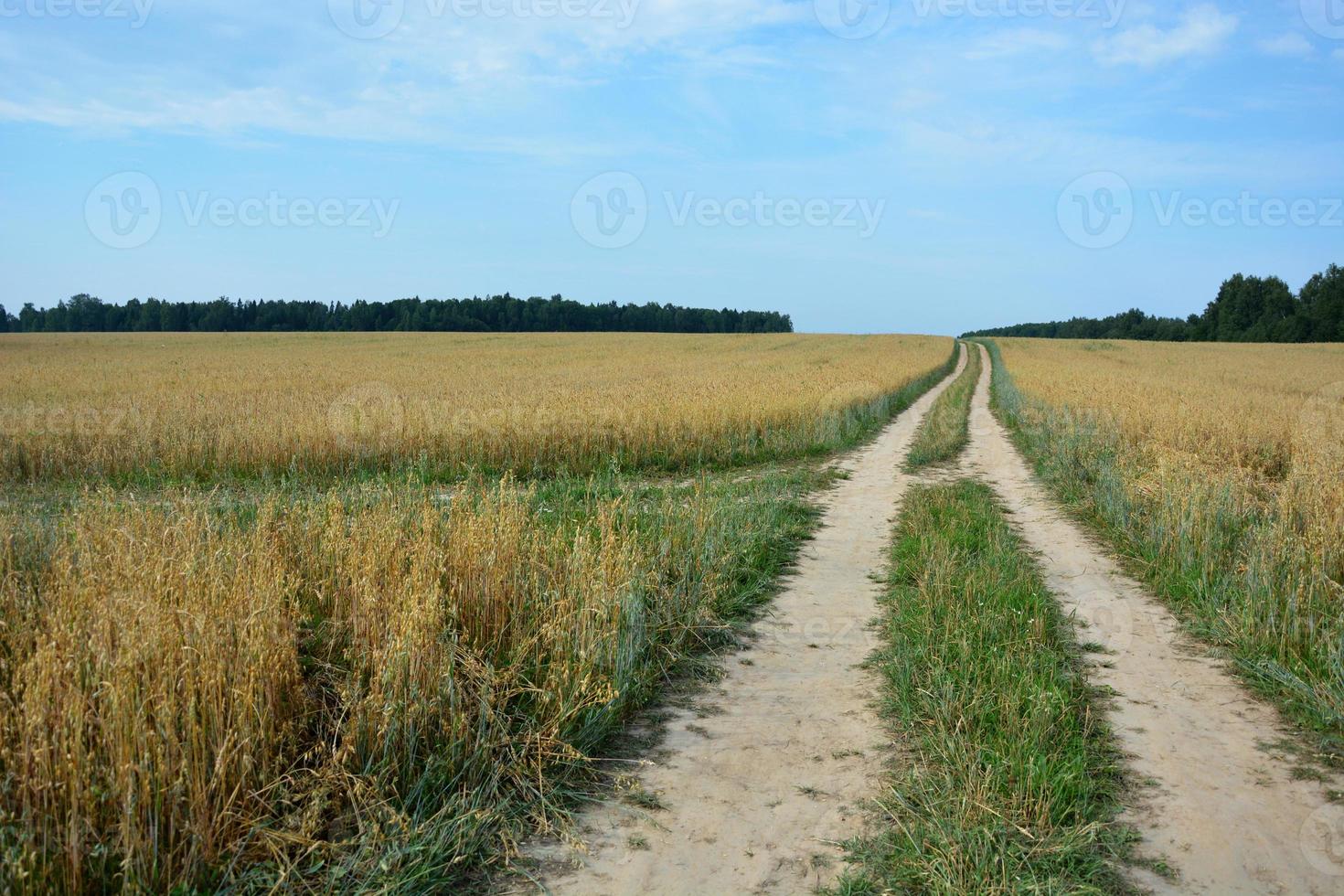 el camino en la distancia. campo de trigo. campo de centeno orejas de oro foto