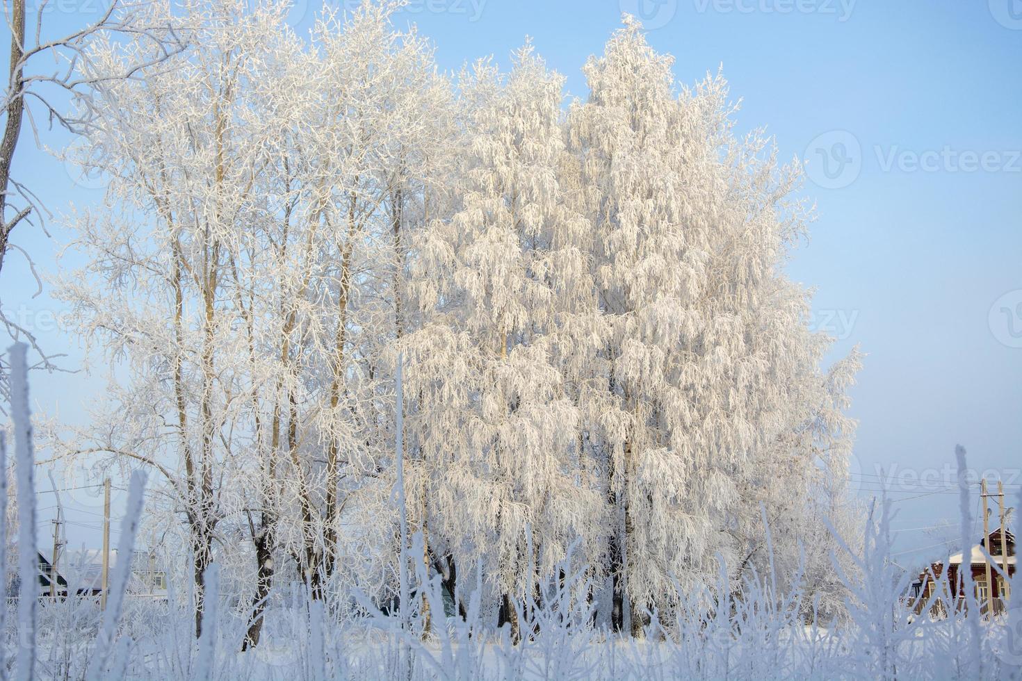 Winter landscape. Snowy trees. photo