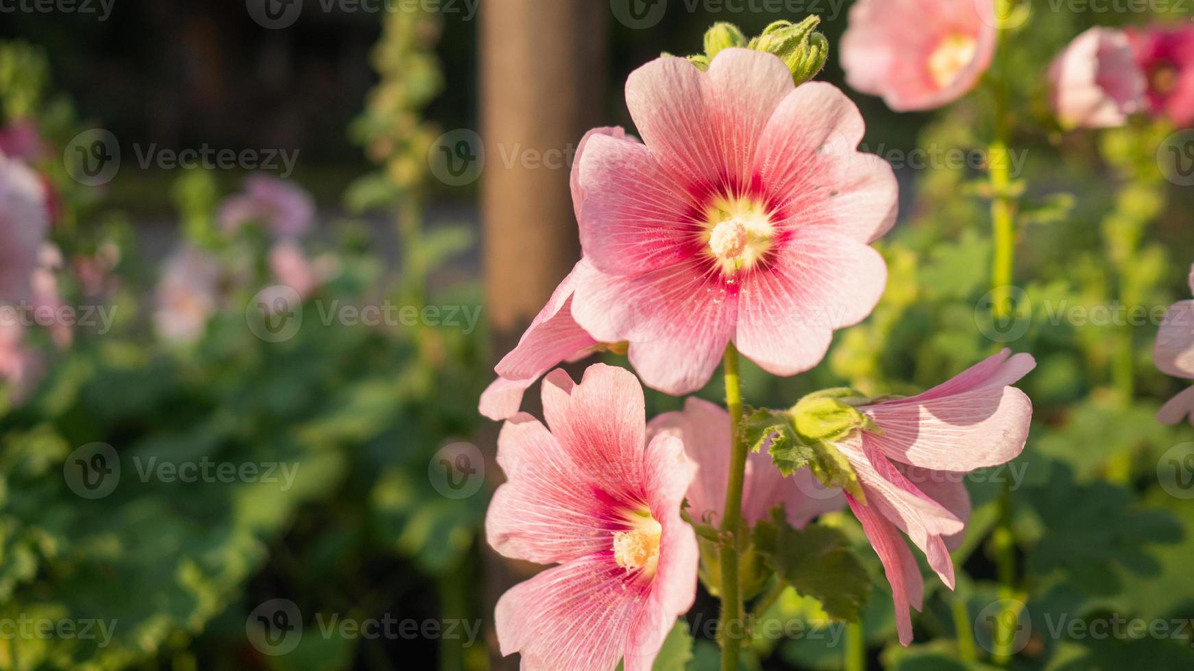 Hollyhock grows in the garden. The sun shines on the flowers in the evening. photo