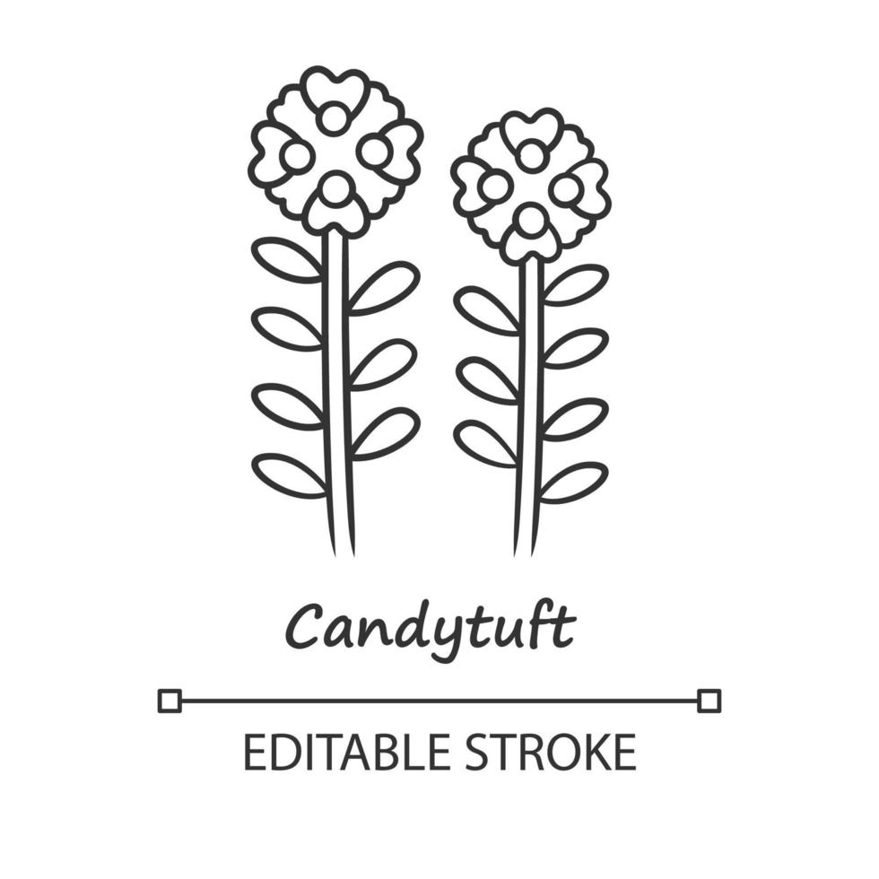 Candytuft linear icon. Thin line illustration. Aster garden flower with name inscription. Iberis evergreen plant. Blooming wildflower. Contour symbol. Vector isolated outline drawing. Editable stroke