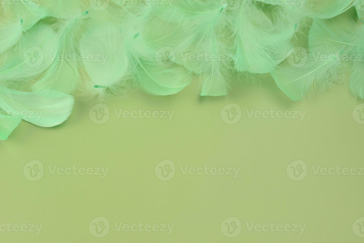 Green bird feathers and fuzz on a light green background. Beautiful abstract green modern background photo