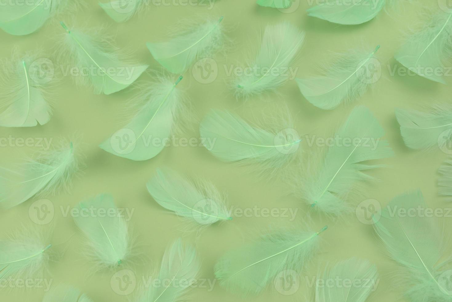Green Feathers tropical birds. Pattern of green Lightweight feathers on a green pastel background photo