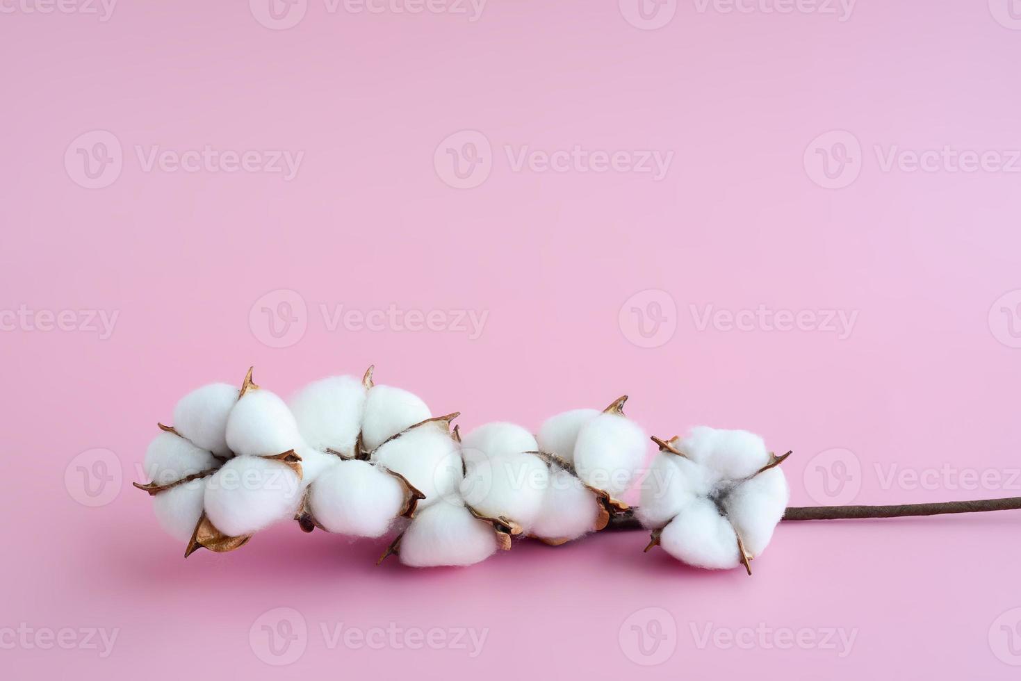 Cotton branch on pink background, copy space. Soft natural white cotton balls on dry twig cotton photo