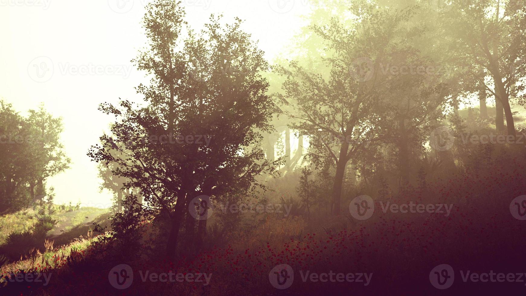Beautiful summer morning in the forest Hyperlapse photo