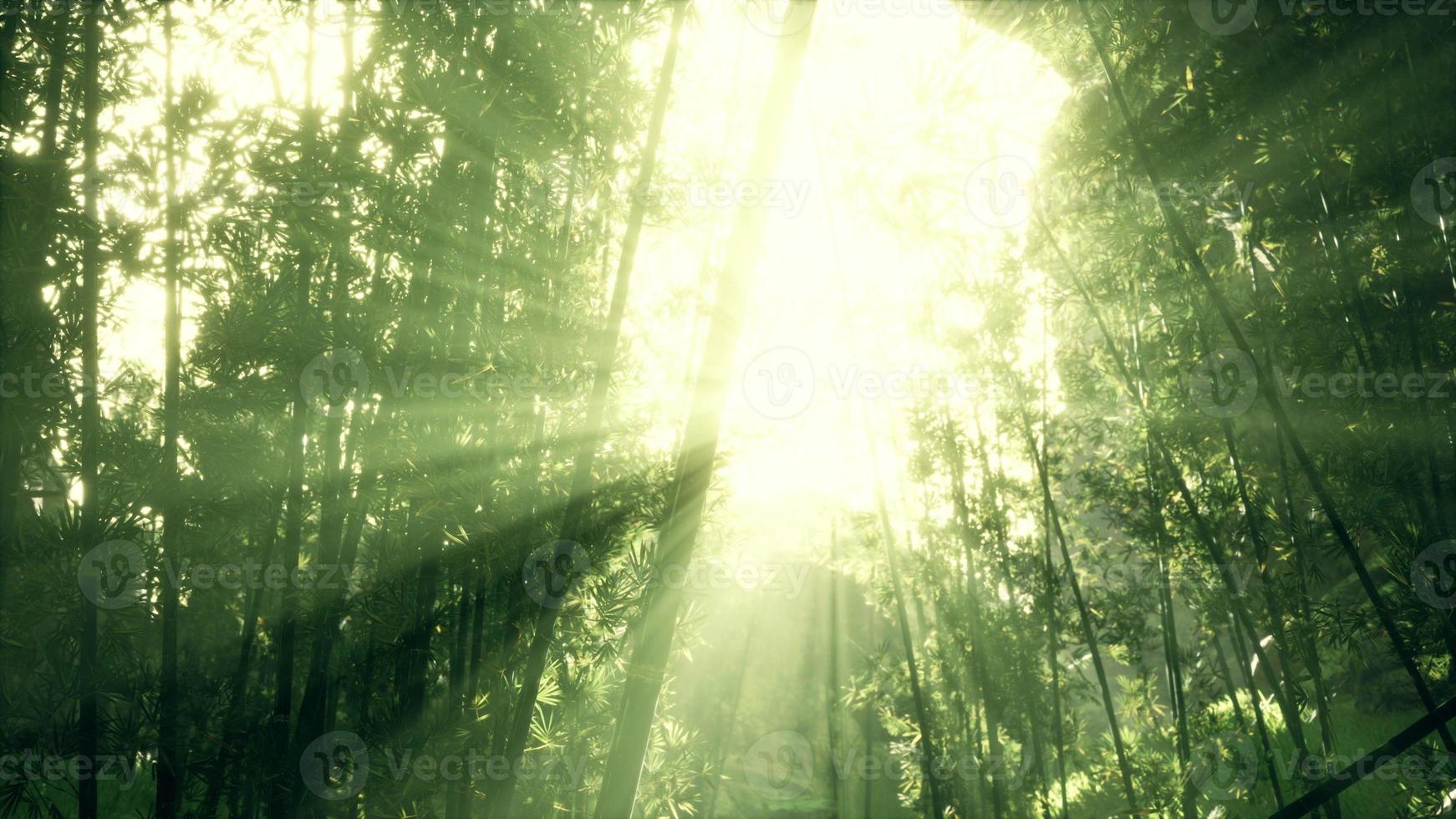 The sun's rays penetrate between the twigs and bamboo leaves photo