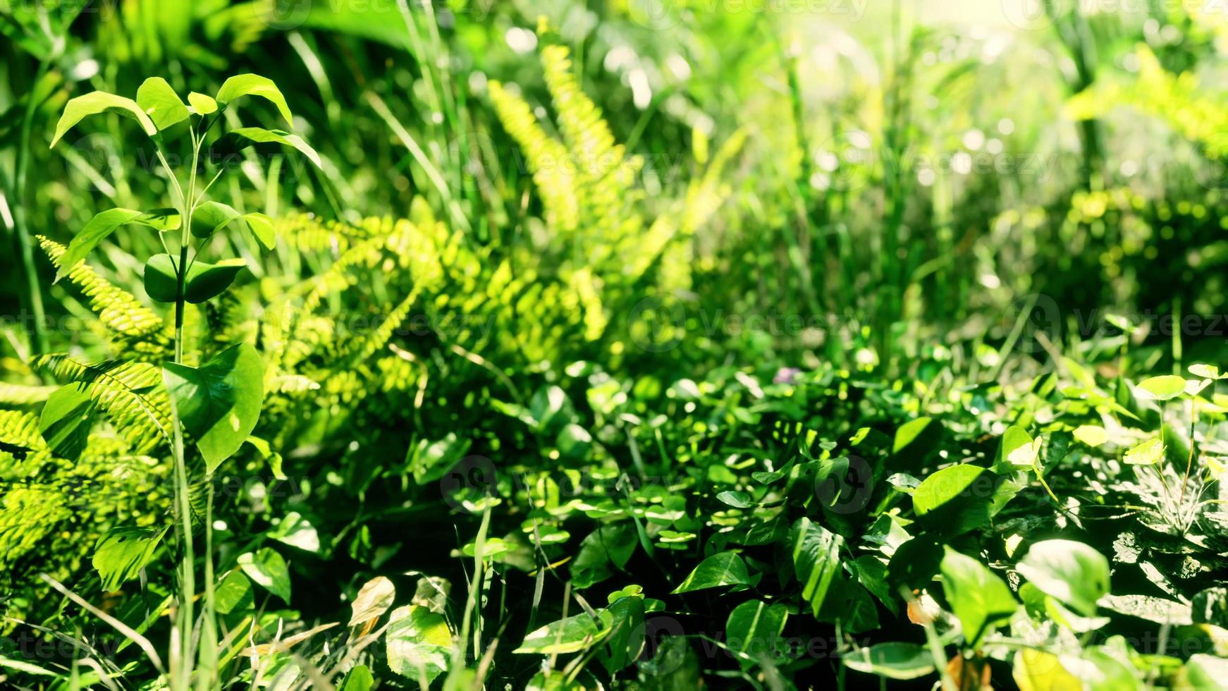 primer plano de una planta en la selva tropical foto