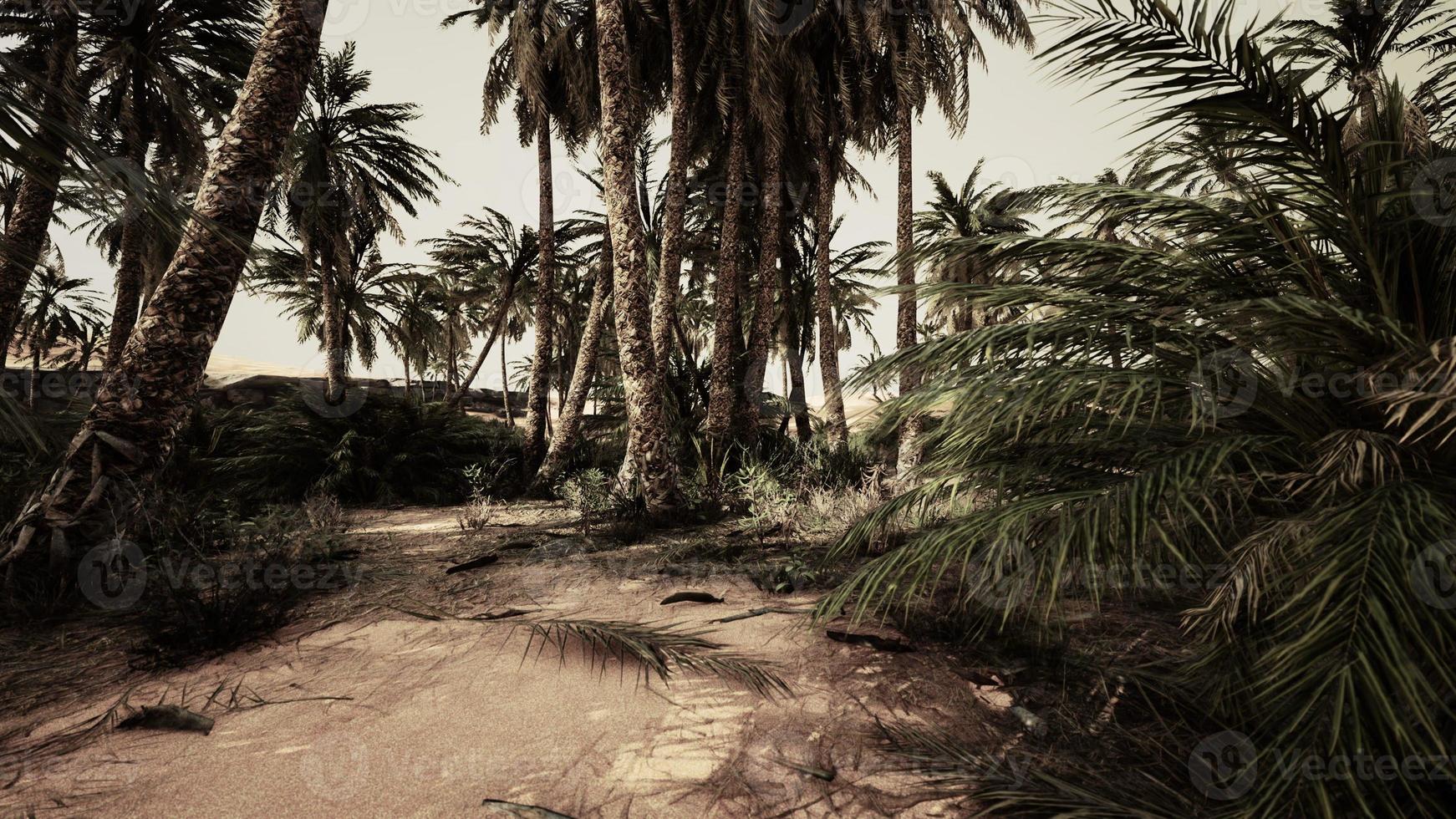 sandy dunes and palm trees in desert Sahara photo