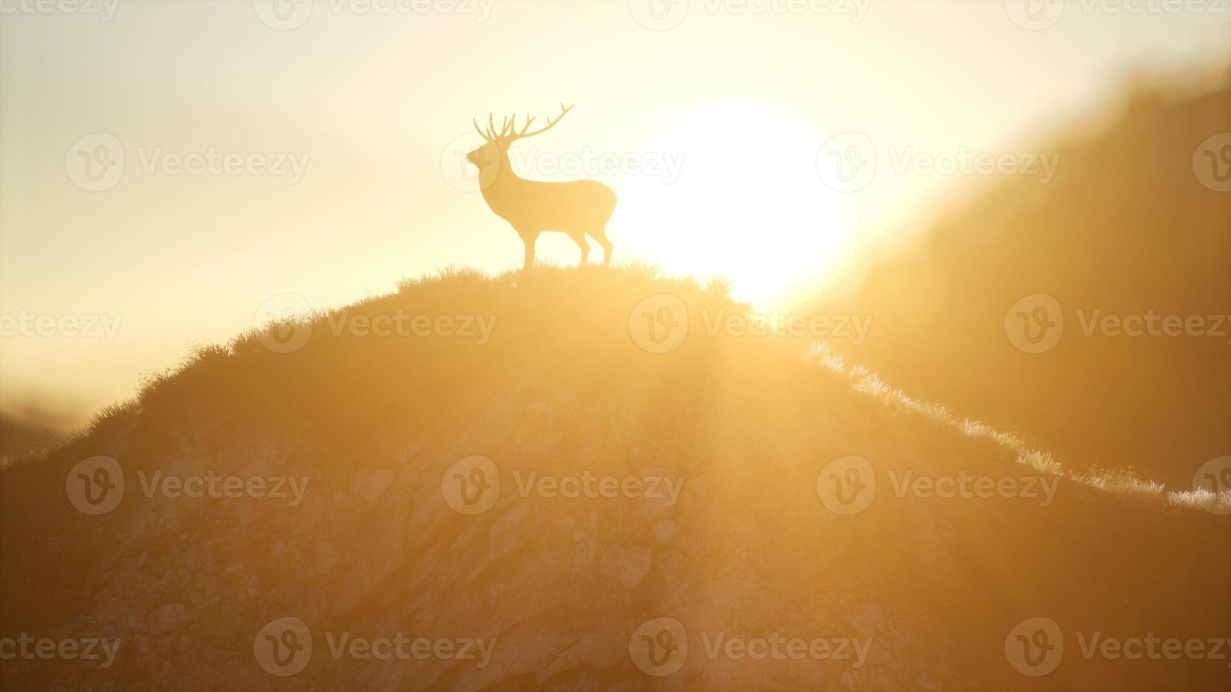 Deer Male in Forest at Sunset photo