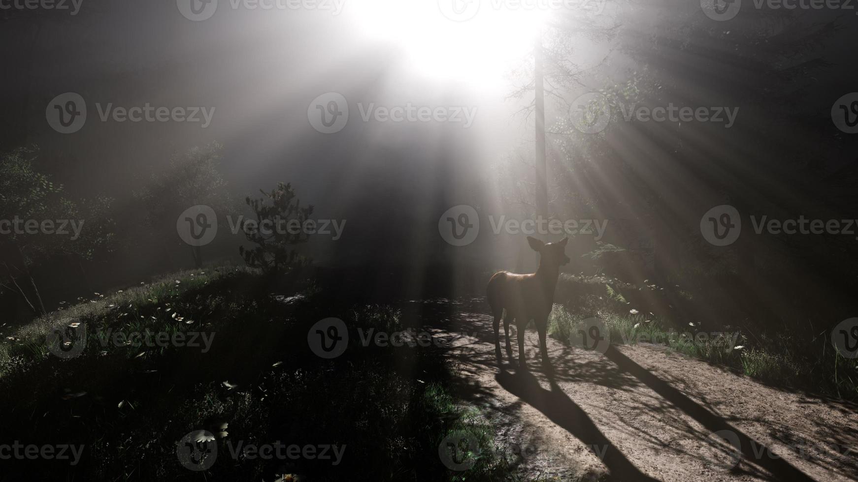 Great Red Deer in a Green Forest photo