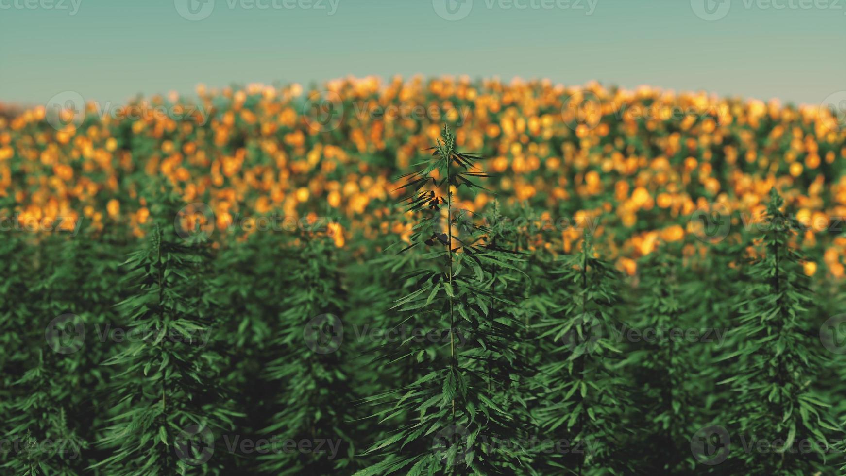 Field of industrial hemp cannabis in the evening sun photo