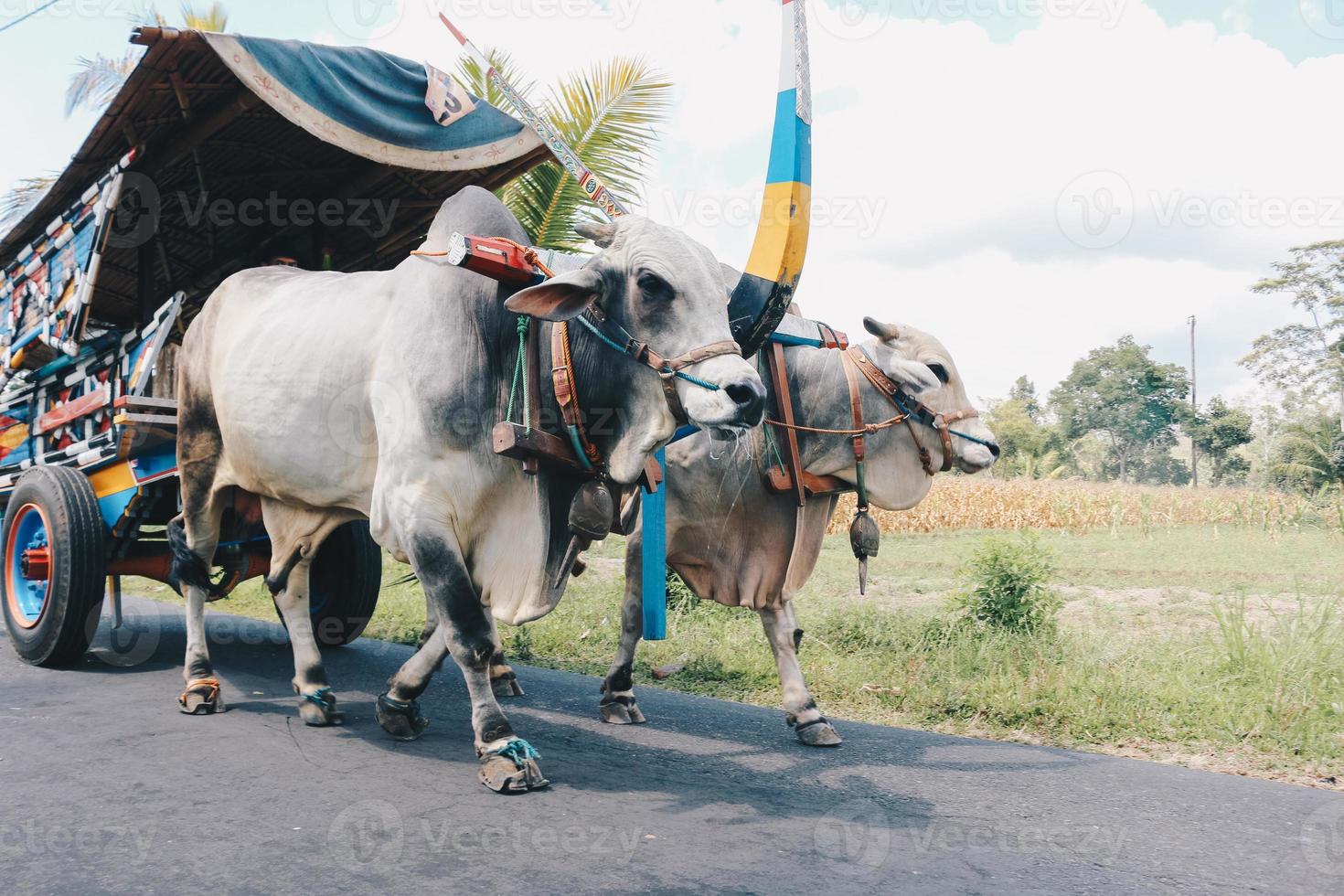 carro de vaca o gerobak sapi con dos bueyes blancos tirando de un carro de madera con heno en la carretera en indonesia asistiendo al festival gerobak sapi. foto