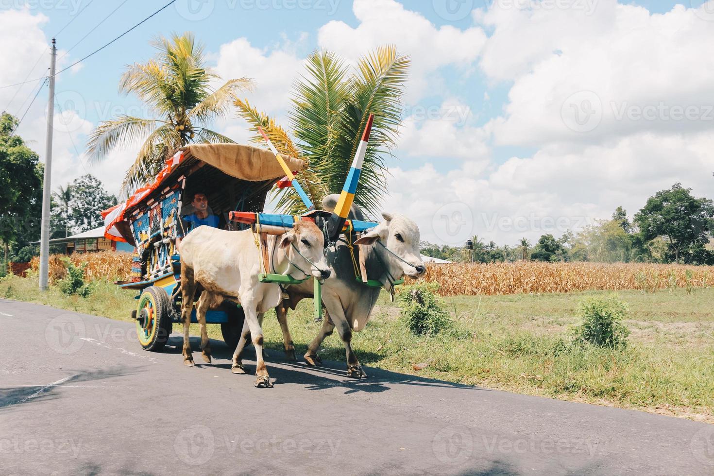 carro de vaca o gerobak sapi con dos bueyes blancos tirando de un carro de madera con heno en la carretera en indonesia asistiendo al festival gerobak sapi. foto