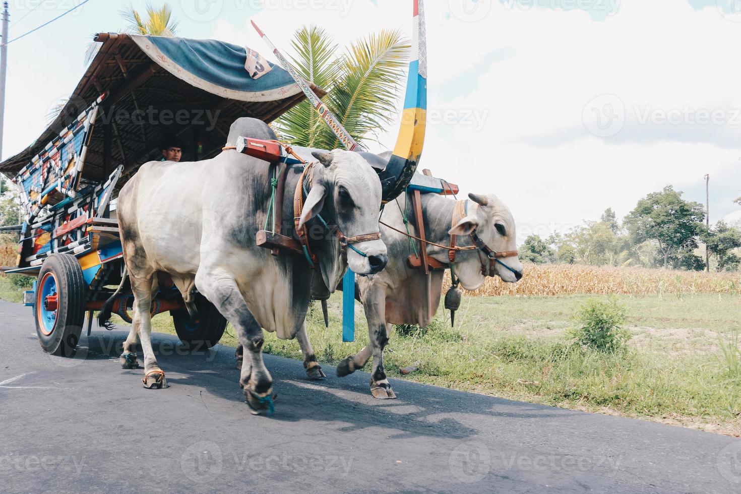 carro de vaca o gerobak sapi con dos bueyes blancos tirando de un carro de madera con heno en la carretera en indonesia asistiendo al festival gerobak sapi. foto