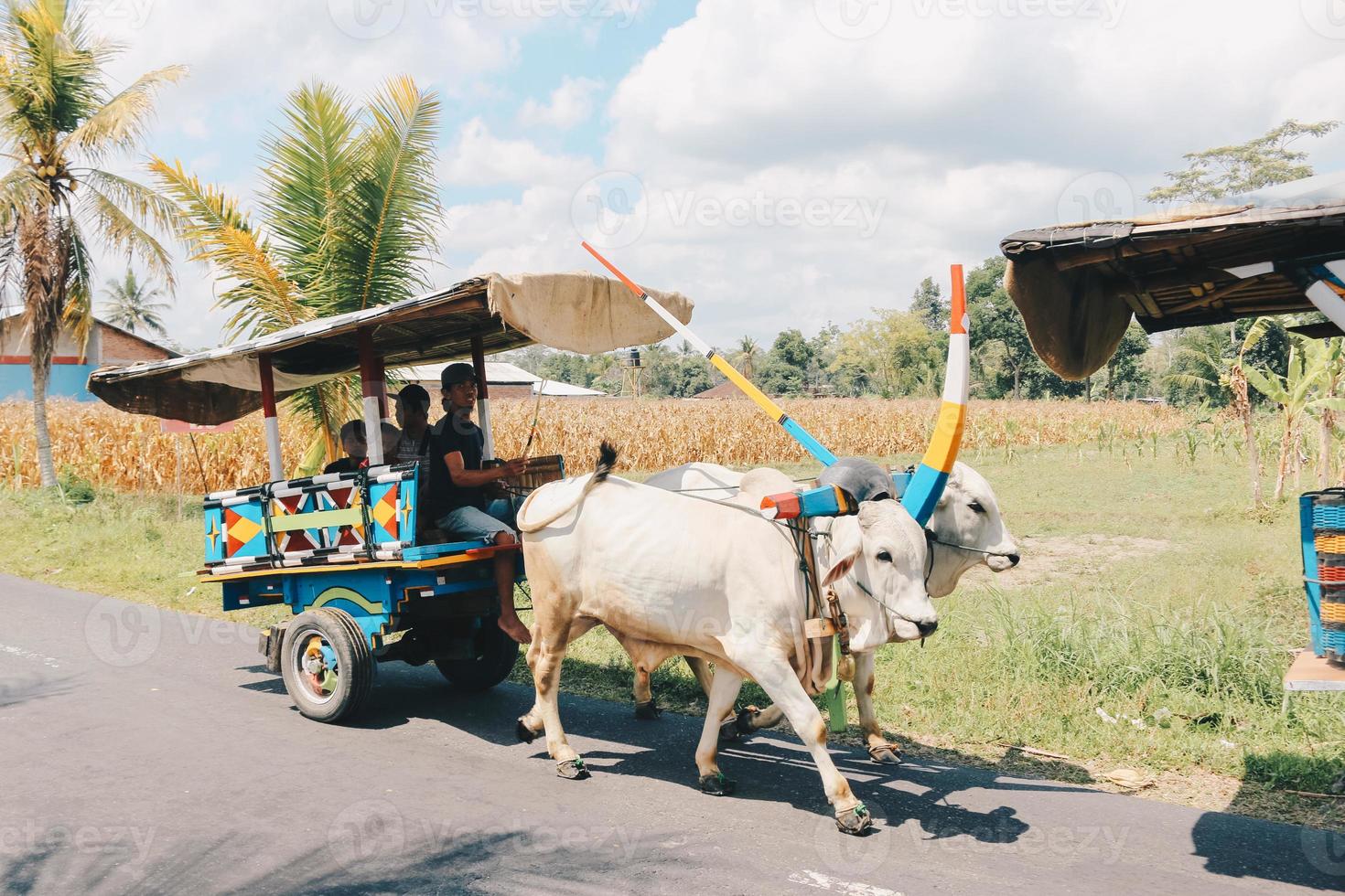 carro de vaca o gerobak sapi con dos bueyes blancos tirando de un carro de madera con heno en la carretera en indonesia asistiendo al festival gerobak sapi. foto