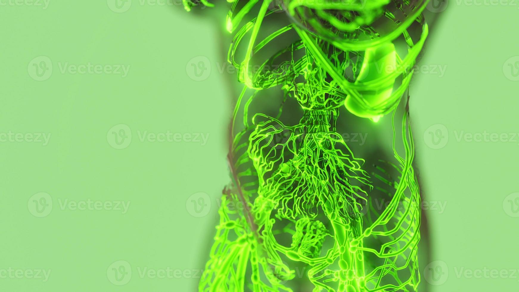 Human Circulatory System Medical scan photo