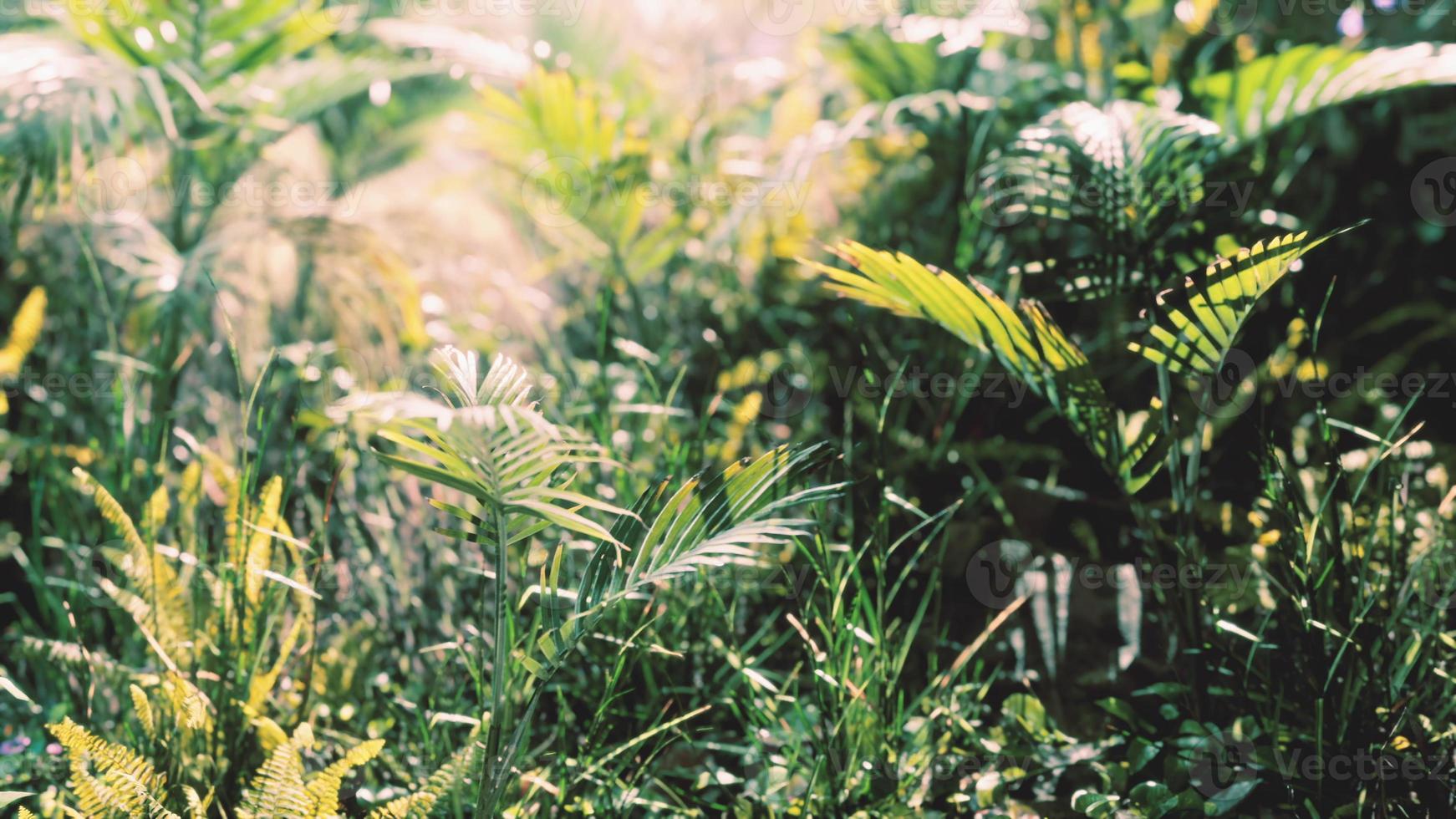 close up nature view of grass on the tropical background photo