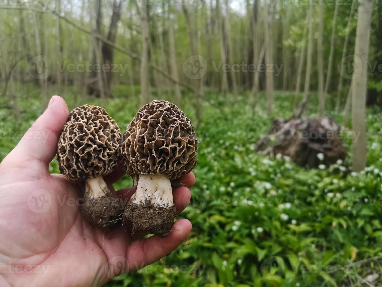 two fresh tasty morel helding in a hand in a forest in spring photo