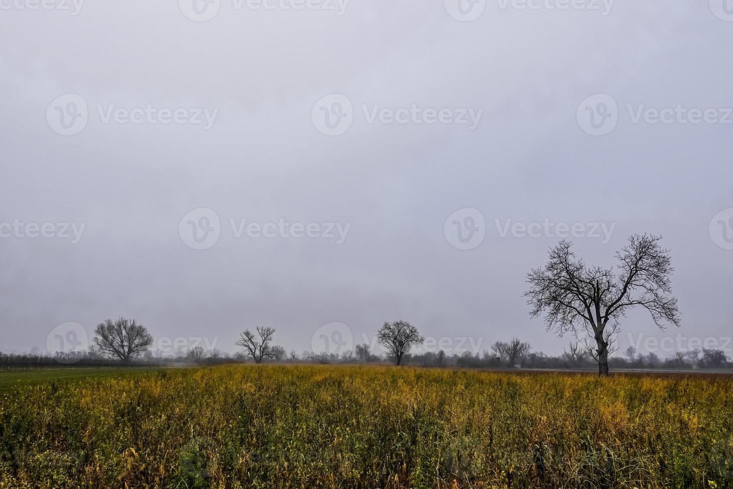 high green field and single trees with fog photo