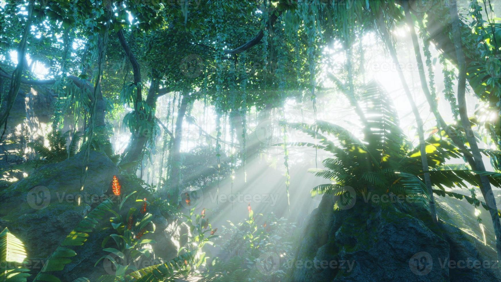 luz de la mañana en el hermoso jardín de la jungla foto
