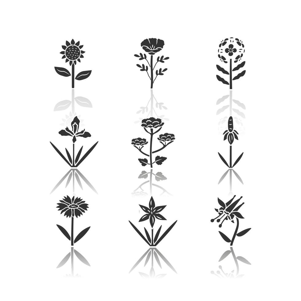 Wild flowers drop shadow black glyph icons set. Helianthus, california poppy, franciscan wallflower, douglas iris, cow parsnip, crimson columbine, blanket flower. Isolated vector illustrations