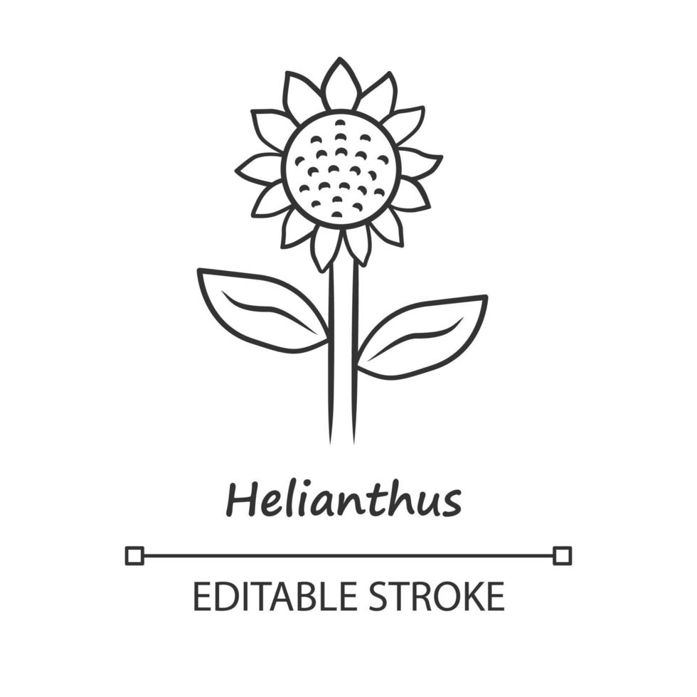 Helianthus linear icon. Sunflower head with inscription. Field blooming flower. Agriculture contour symbol. Summer blossom. Thin line illustration. Vector isolated outline drawing. Editable stroke