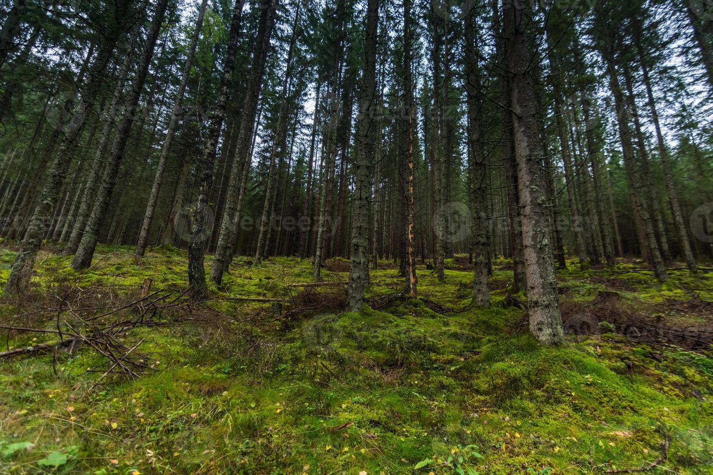 bosque con suelo verde denso en las montañas foto