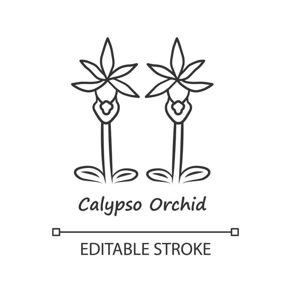 Calypso orchid linear icon. Thin line illustration. Exotic blooming flower. Fairy slipper with name. Calypso bulbosa inflorescence. Spring blossom. Vector isolated outline drawing. Editable stroke
