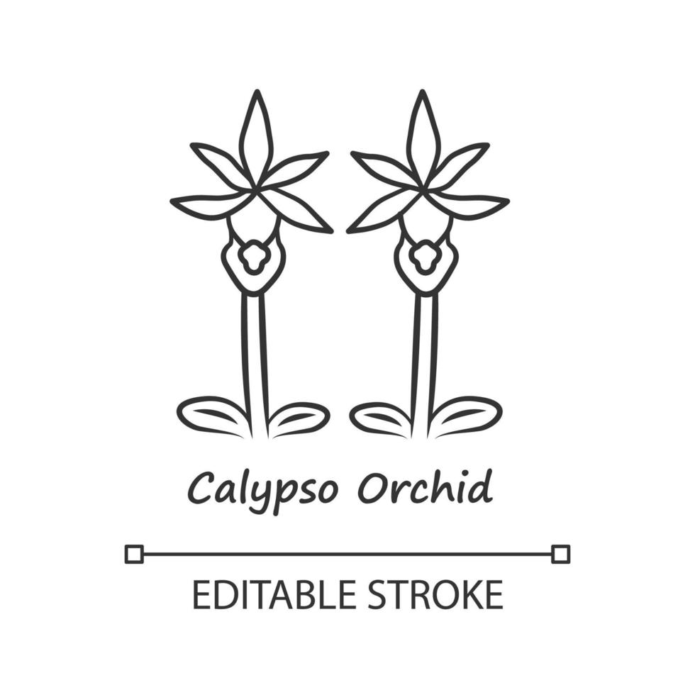 Calypso orchid linear icon. Thin line illustration. Exotic blooming flower. Fairy slipper with name. Calypso bulbosa inflorescence. Spring blossom. Vector isolated outline drawing. Editable stroke