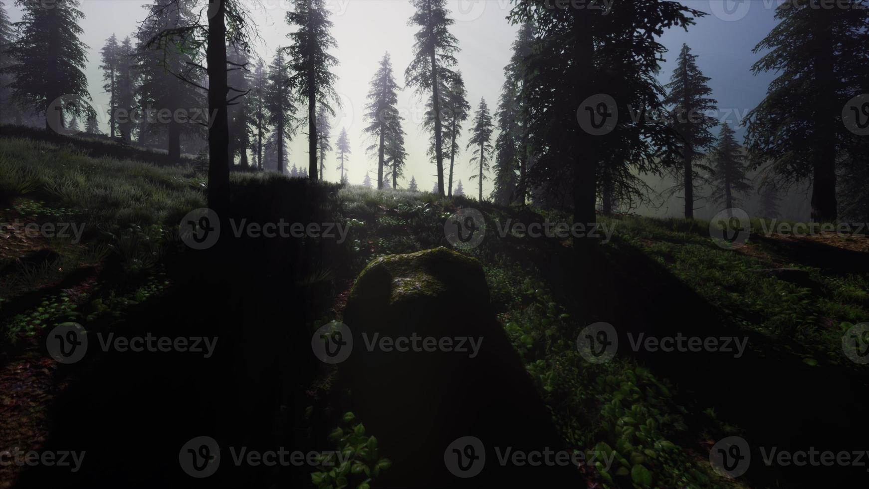 8k misty carpathian spruce forest at night photo