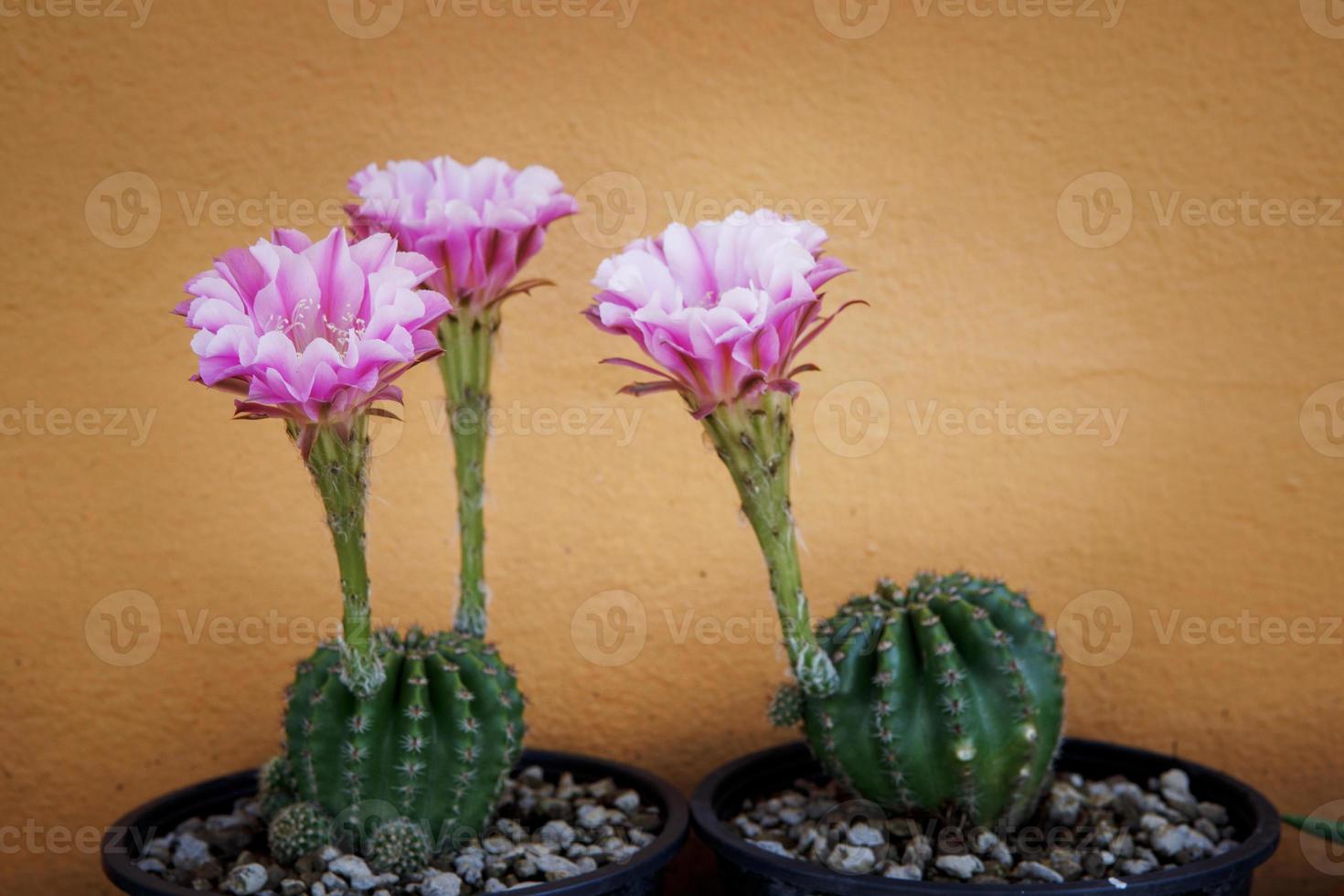 flor rosa de cactus echinopsis que florece en una maceta 5603129 Foto de stock en Vecteezy flor rosa de cactus echinopsis que florece en una maceta 5603129 Foto de stock en Vecteezy