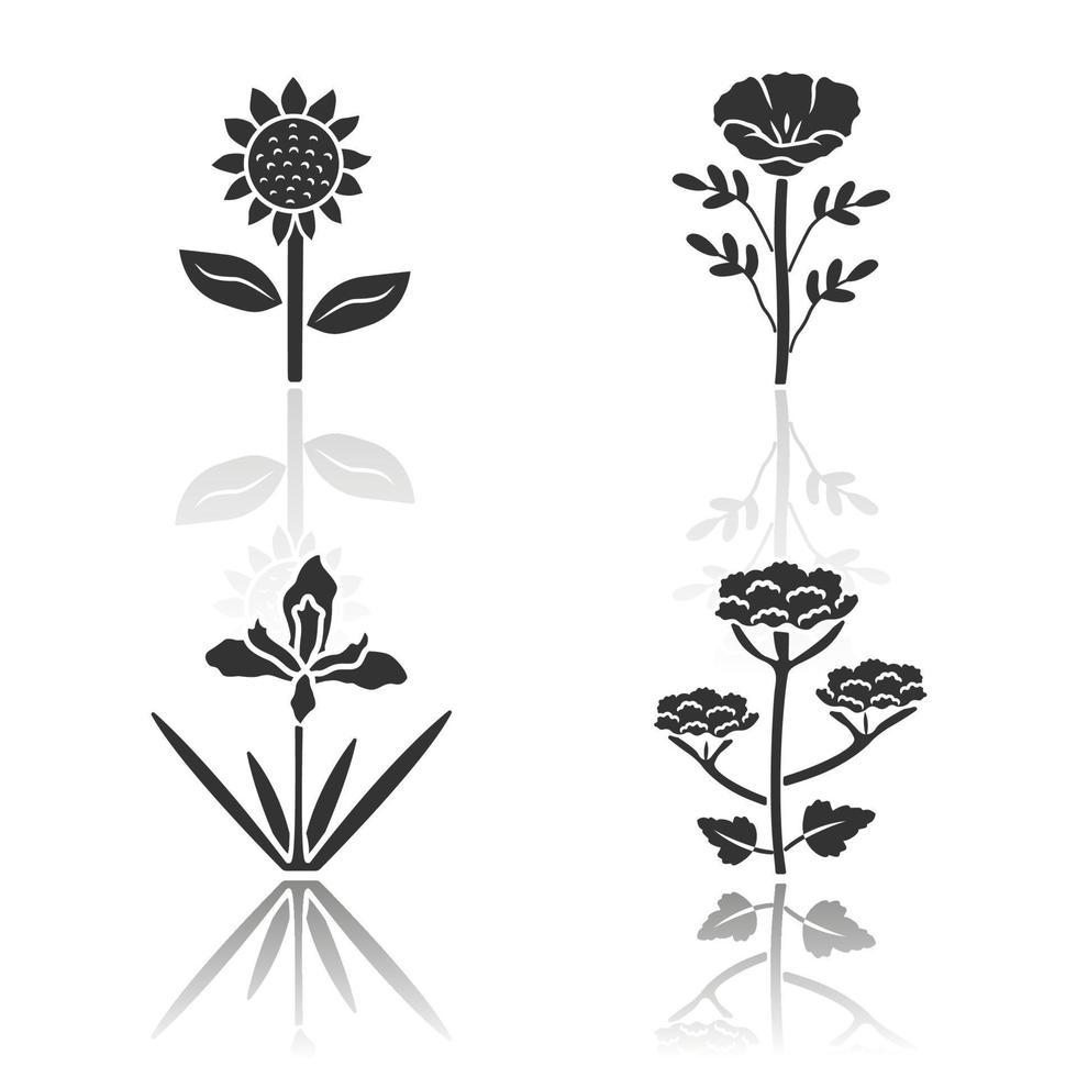 Wild flowers drop shadow black glyph icons set. Helianthus, california poppy, douglas iris, cow parsnip. Blooming wildflowers, weed. Field, meadow herbaceous plants. Isolated vector illustrations