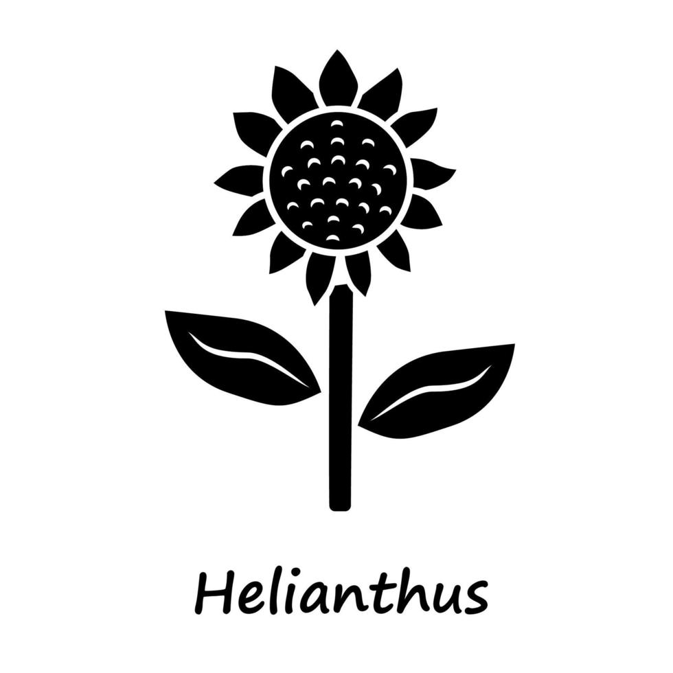 Helianthus glyph icon. Sunflower head with name inscription. Field blooming flower. Agriculture symbol. Wild plant. Summer blossom. Silhouette symbol. Negative space. Vector isolated illustration