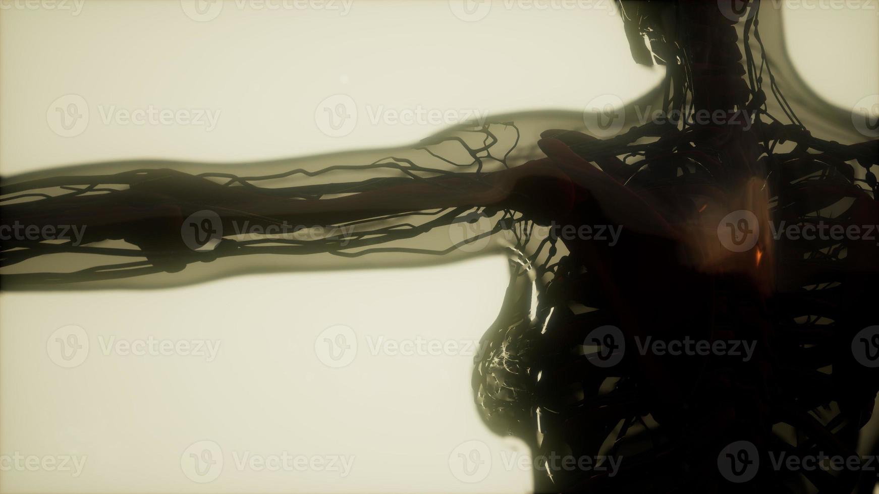 human skeleton bones scan glowing photo