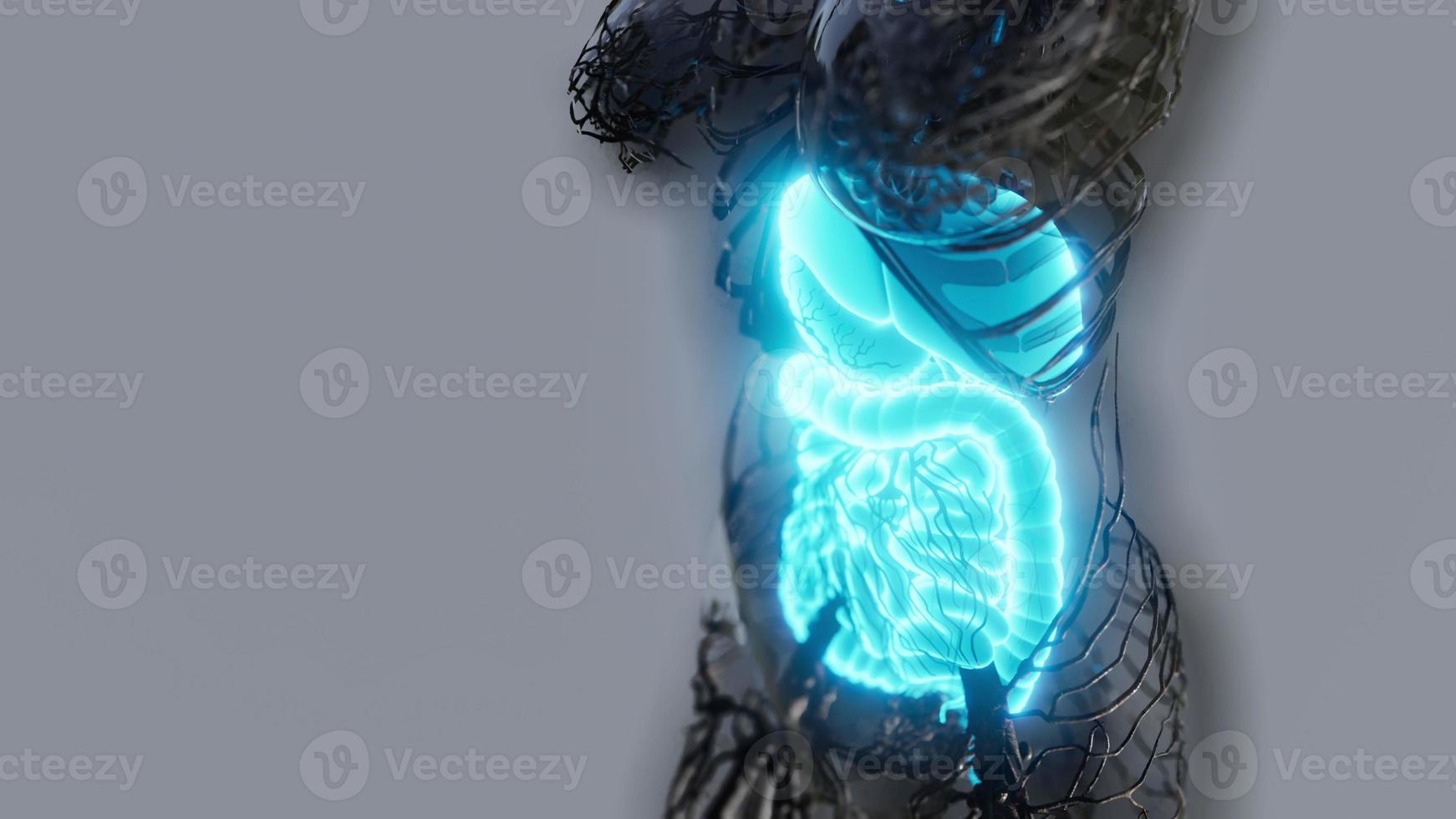 cuerpo humano transparente con sistema digestivo visible foto