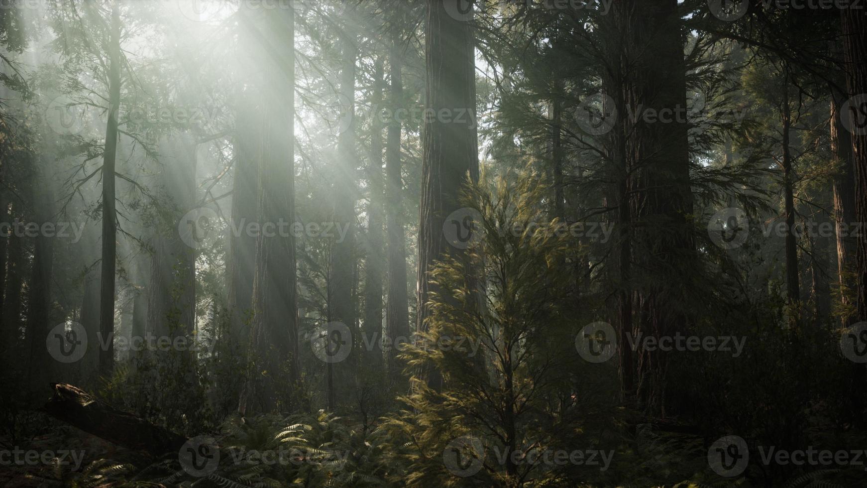 Sequoia National Park under the fog mist clouds photo