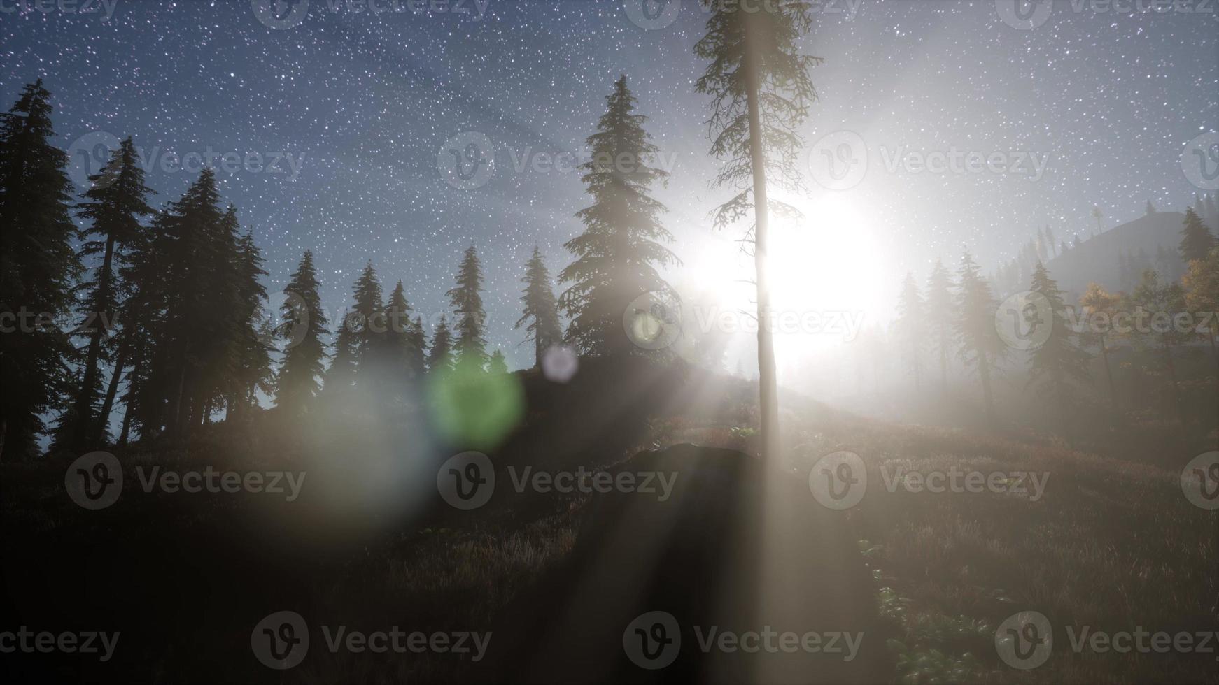 Milky Way stars with moonlight above pine trees forest photo