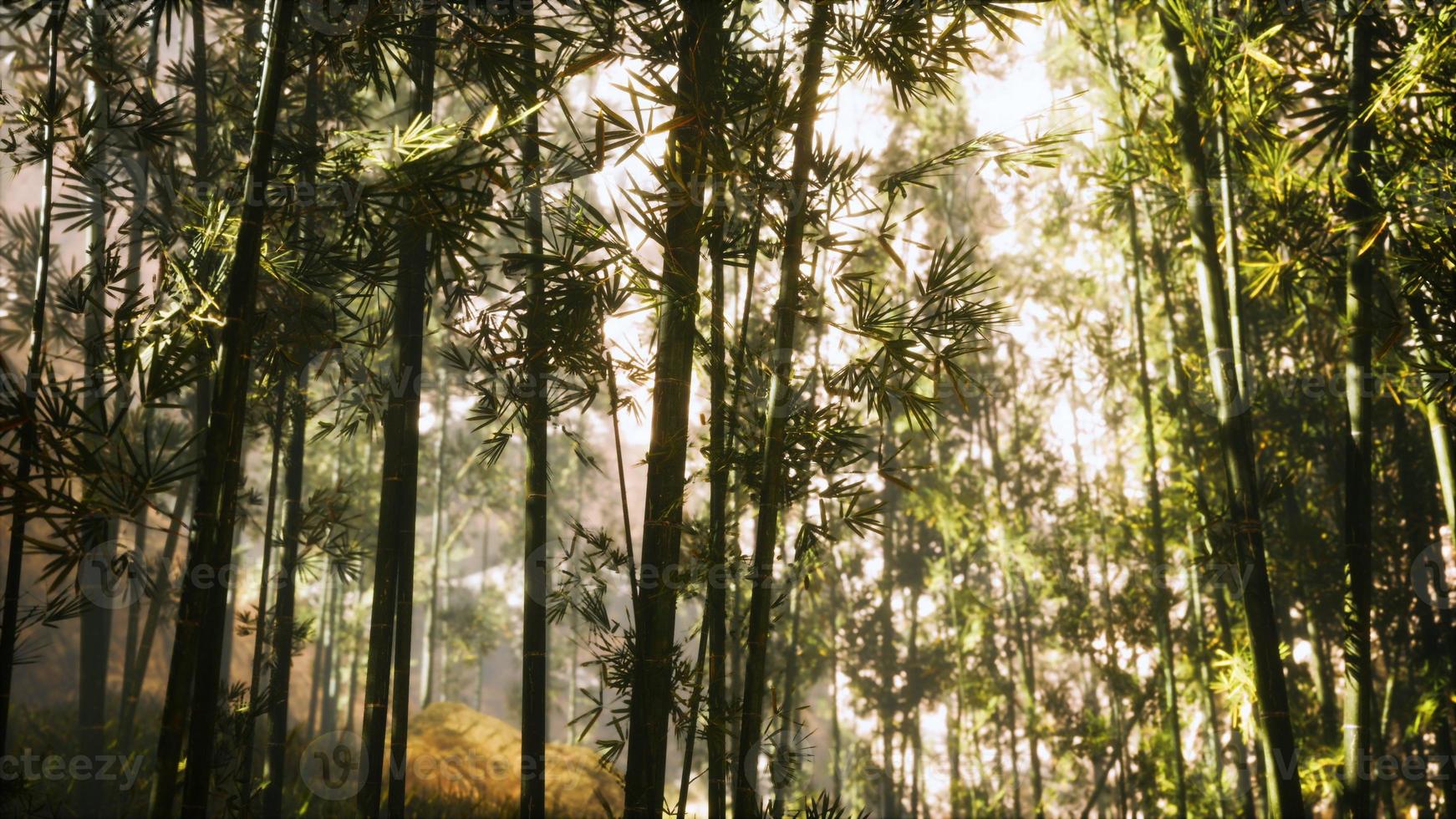 asian bamboo forest with morning sunlight photo
