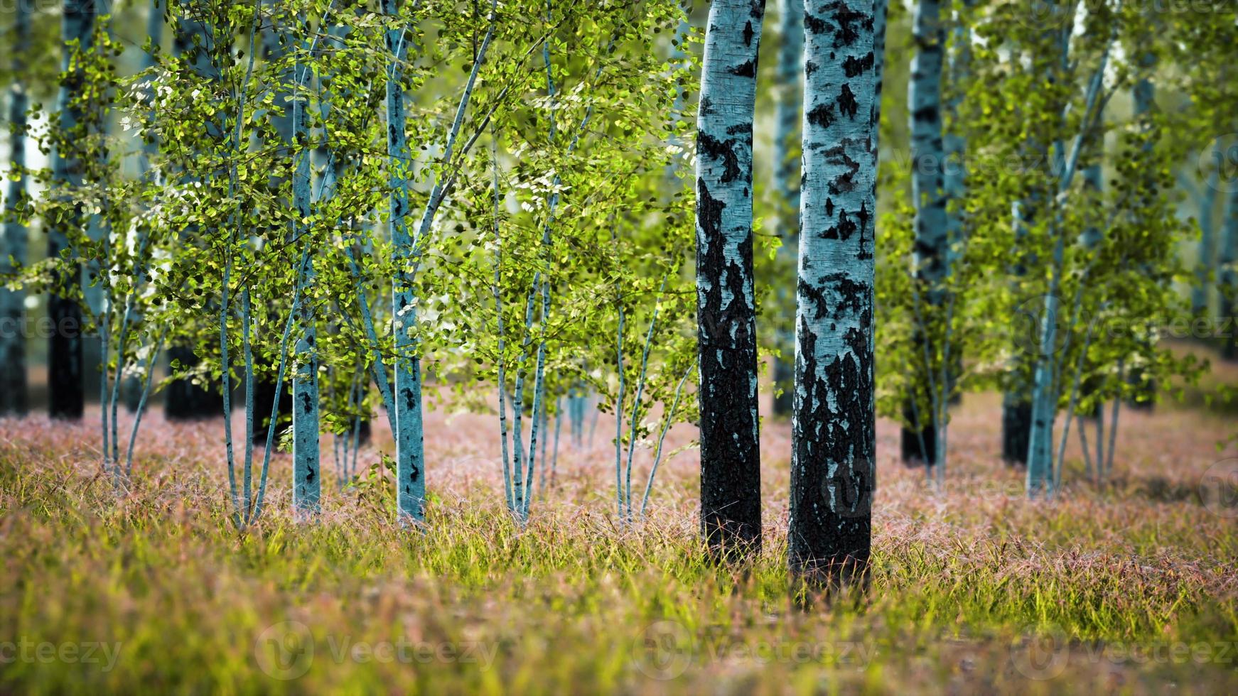 white birch trees in the forest in summer photo