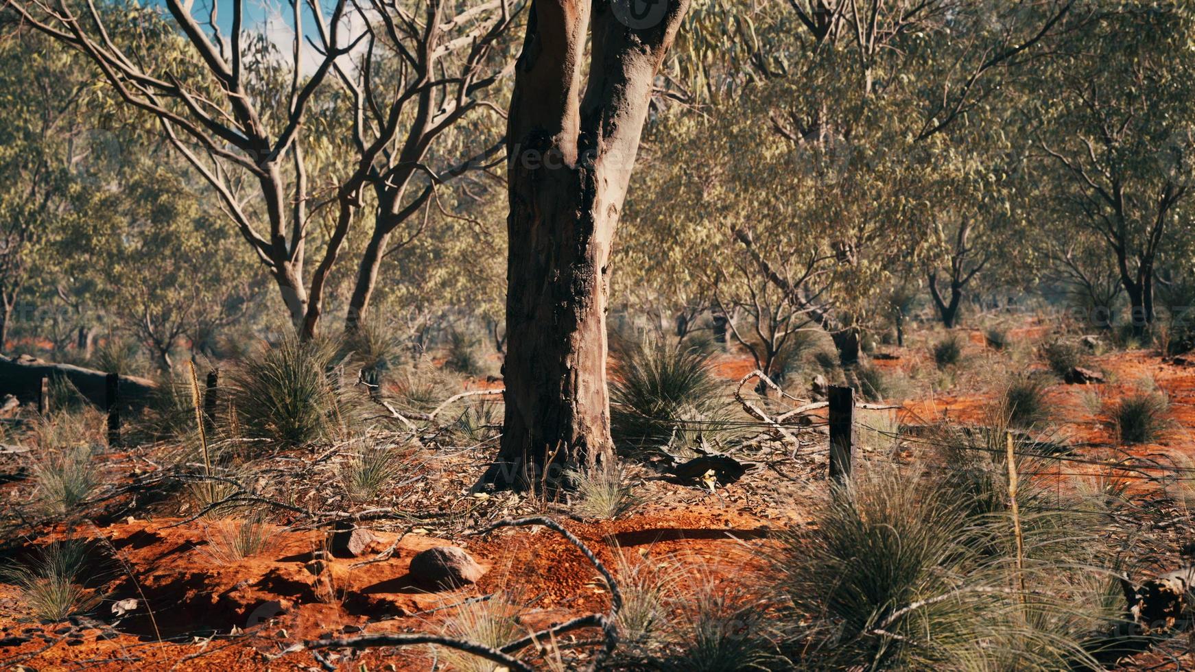 australian bush with trees on red sand photo
