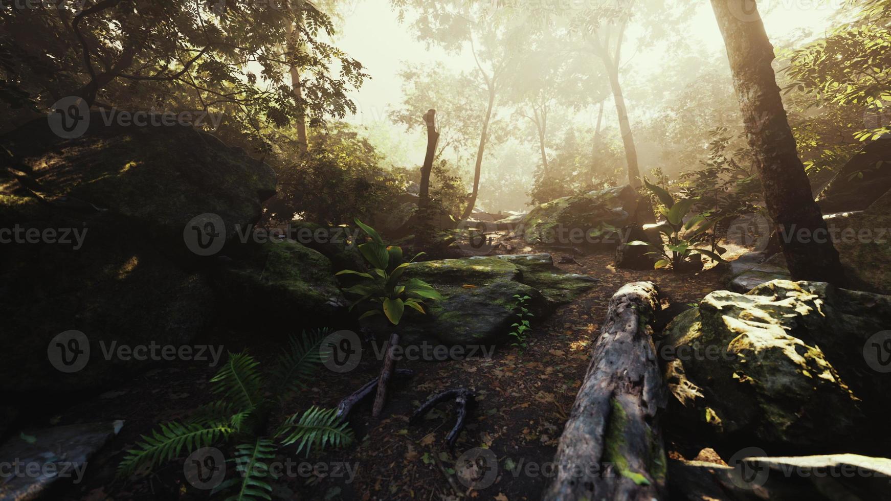 Time lapse of a Tropical jungle in the mountains of Puerto Rico photo