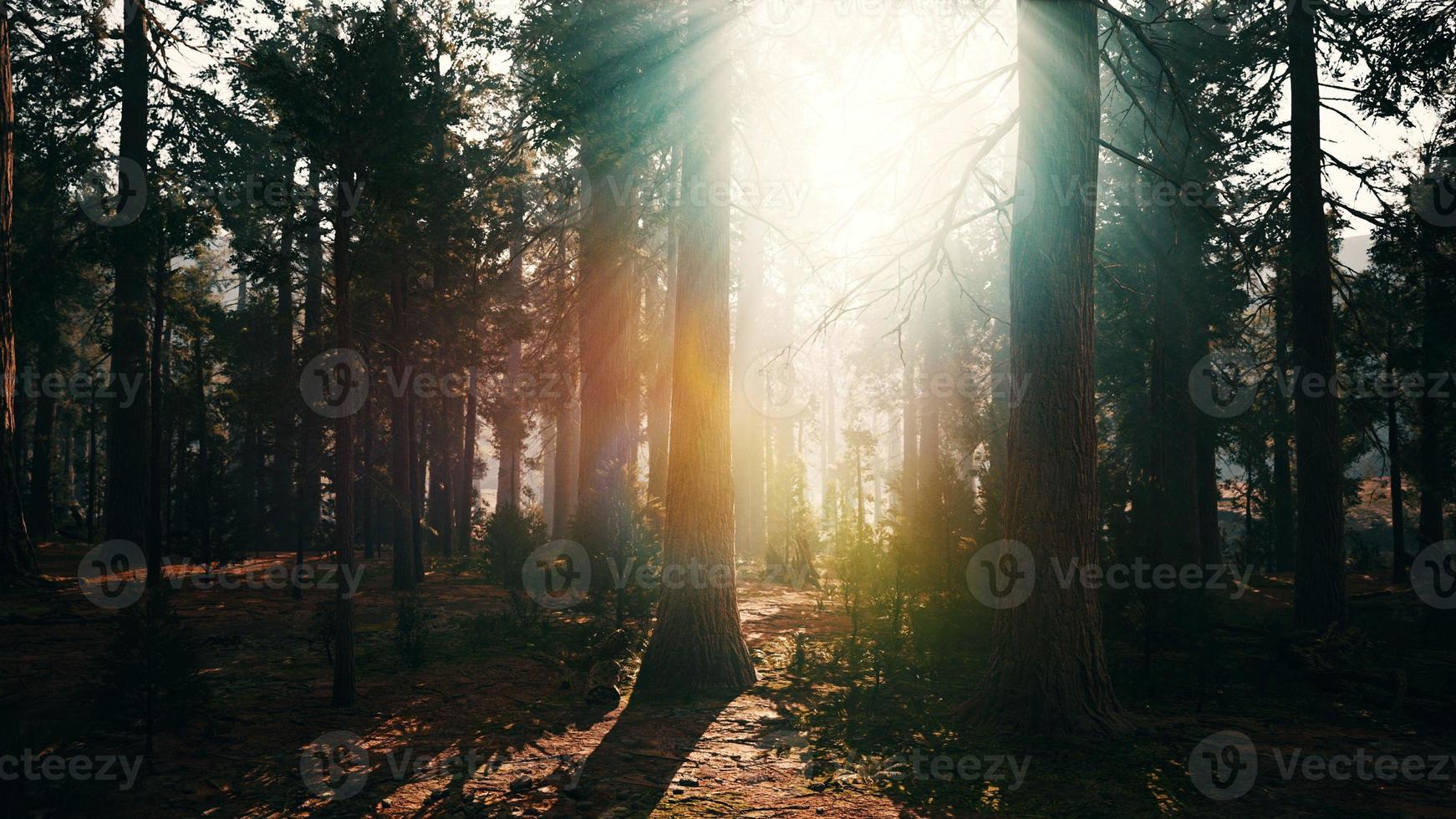 old forest Mariposa Grove in Yosemite National Park of California photo