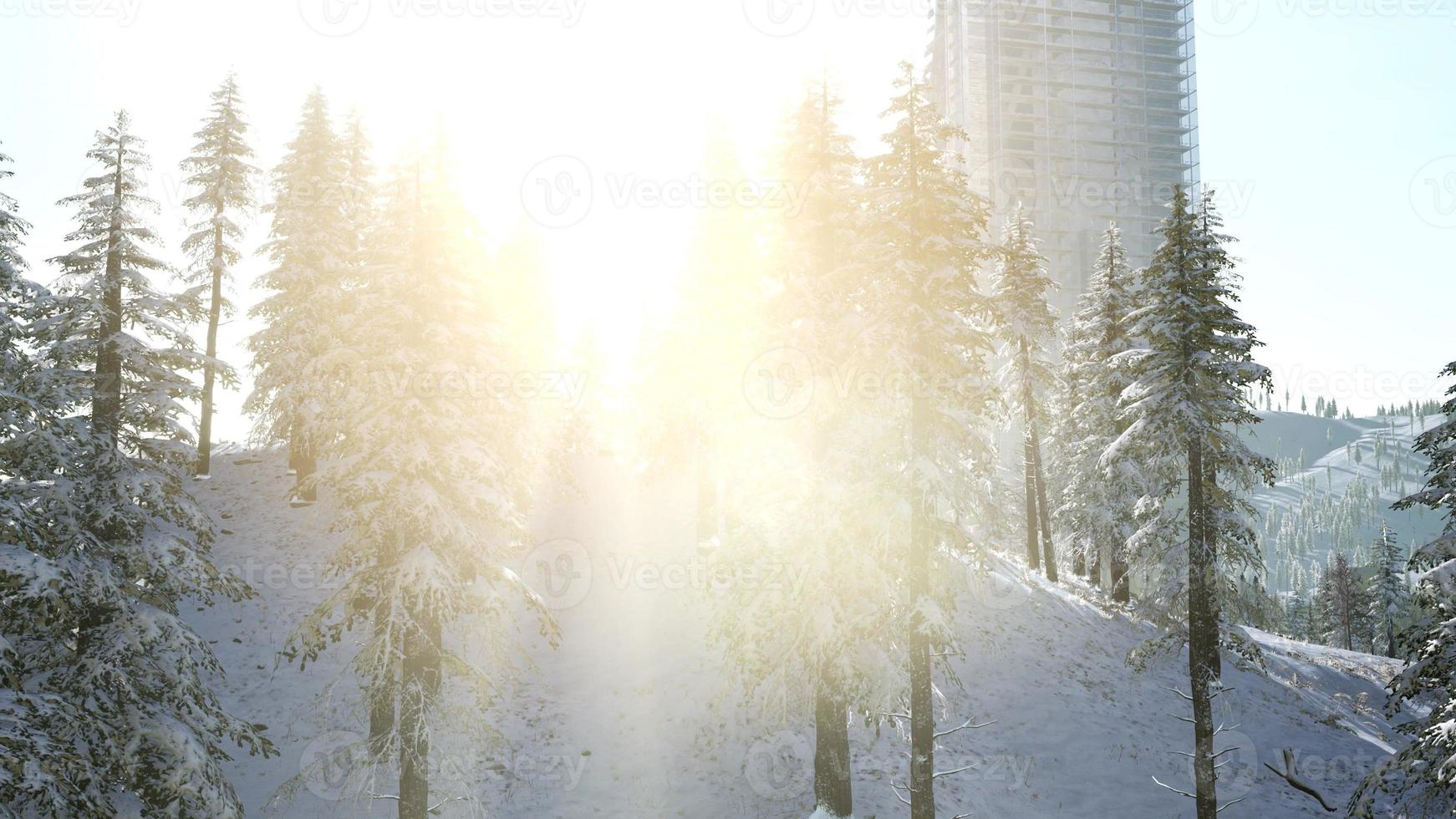 City and Forest in Snow photo