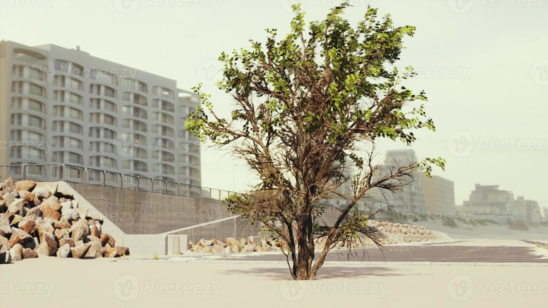empty beach car park spaces covered in asphalt photo