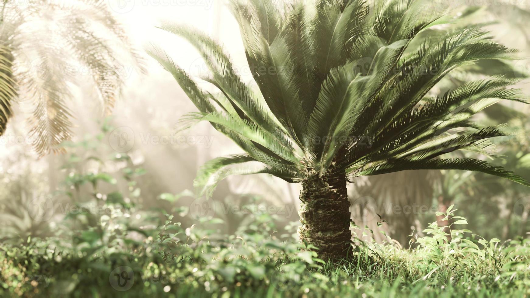 misty rainforest and bright sun beams through trees branches photo