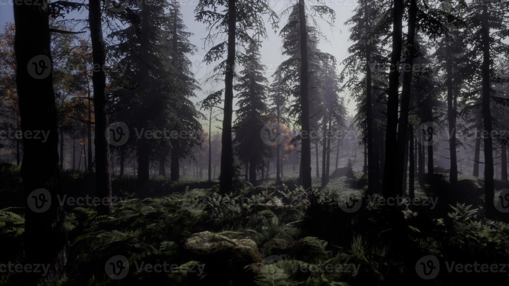 moon light over the spruce trees of magic mystery night forest photo