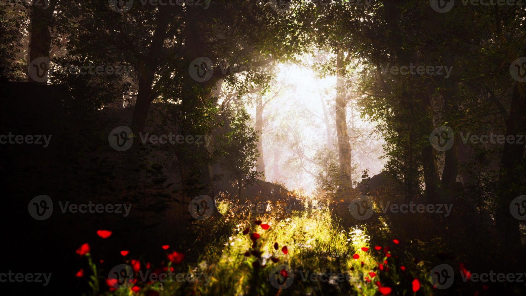 Sunbeams entering forest on a misty autumnal morning photo